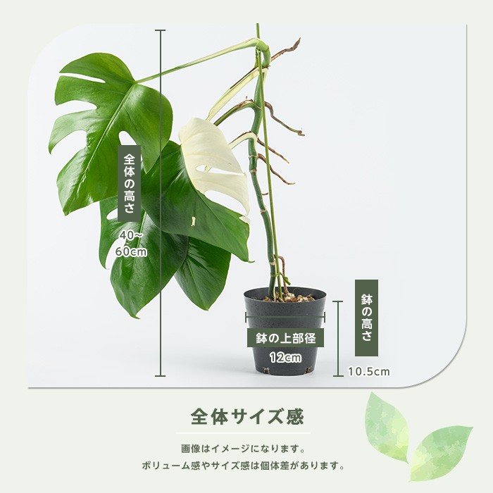 2026年4月上旬～発送【観葉植物】モンステラ・アルボ 40cm～60cm(JAいぶすき/042-2023) 観葉植物 植物 グリーン 鉢 おしゃれ 大型 インテリア 室内 開店祝い 新築祝い 引越し祝い オフィス ギフト マイナスイオン モンステラ 斑入り 【配送不可地域：北海道・沖縄県・離島】