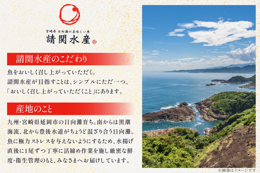 刺身 柵 旬のお刺身 6ケ月 定期便 [請関水産 宮崎県 日向市 452061455] 食べ比べ 冷蔵 詰め合わせ ぶり ヒラメ ひらめ 真鯛 鯛 マダイ タイ カンパチ かんぱち