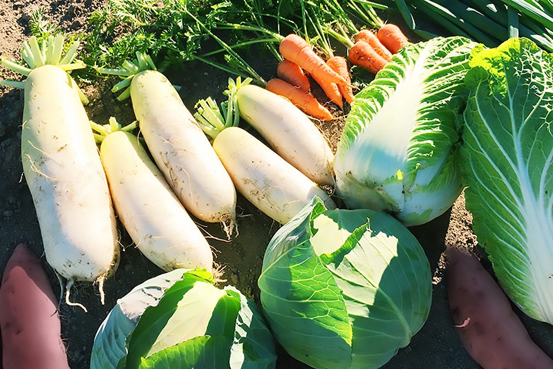 野菜 詰め合わせ セット 旬の野菜BOX 常温配送 【12月〜2月配送】