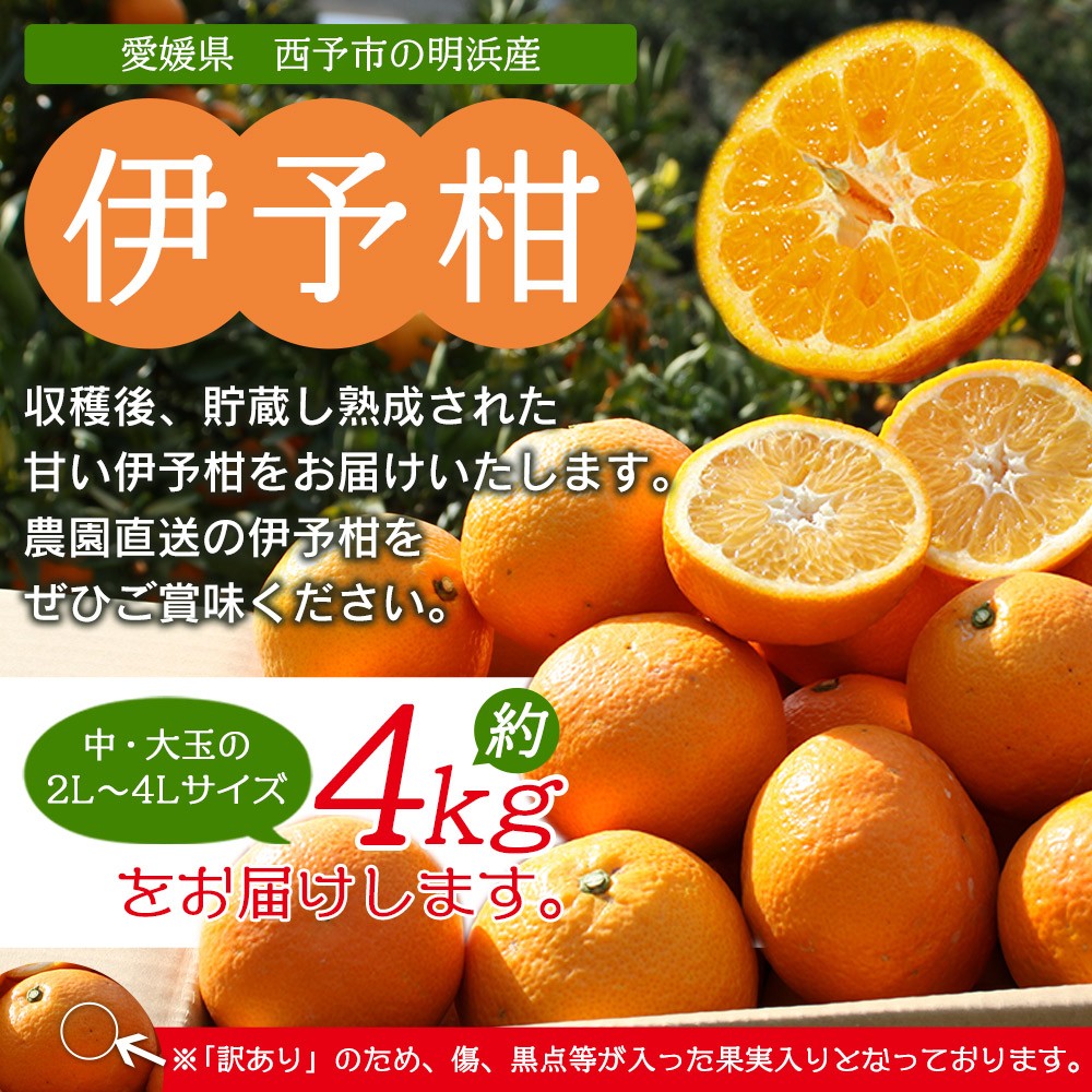 <訳あり 伊予柑 約4kg 浜のみかん屋 直送> 中 大玉 2L~4L ワケアリ イヨカン いよかん 家庭用 果物 フルーツ おいしい 甘い 柑橘類 明浜産 ご自宅用 特産品 愛媛県 西予市【常温】『2026年1月中旬~2月上旬迄に順次出荷予定』