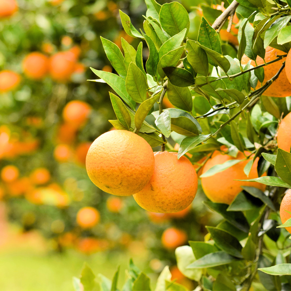 2483 《徳之島町オリジナル!》アマミノクロウサギ共生たんかんジャム 2個(160g×2瓶) ( ジャム アマミノクロウサギ ウサギ うさぎ 共生 自然保護 共に暮らす パン たんかん パッションフルーツ フルーツ 果物 島 濃厚 美味しい 徳之島 鹿児島 美農里館 世界自然遺産 武蔵野大学 )