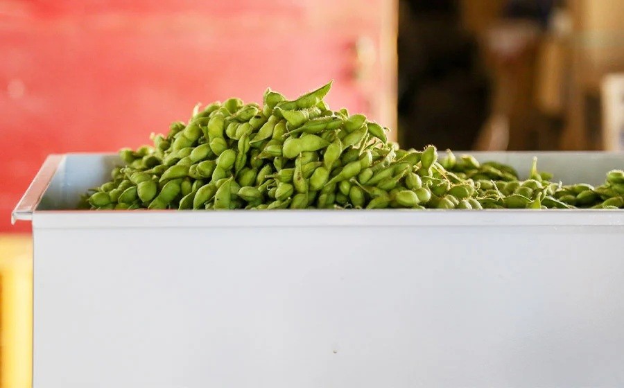 【令和8年産先行予約】 木村九八郎の朝採り!新鮮!だだちゃ豆 「早生」 1kg(250g×4袋) 山形県鶴岡市産 K-829