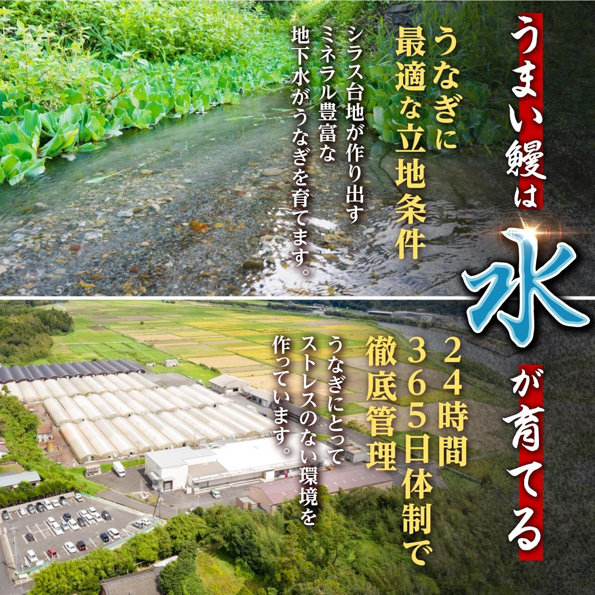 【5営業日以内発送】鹿児島県産うなぎ長蒲焼120g×5尾セット