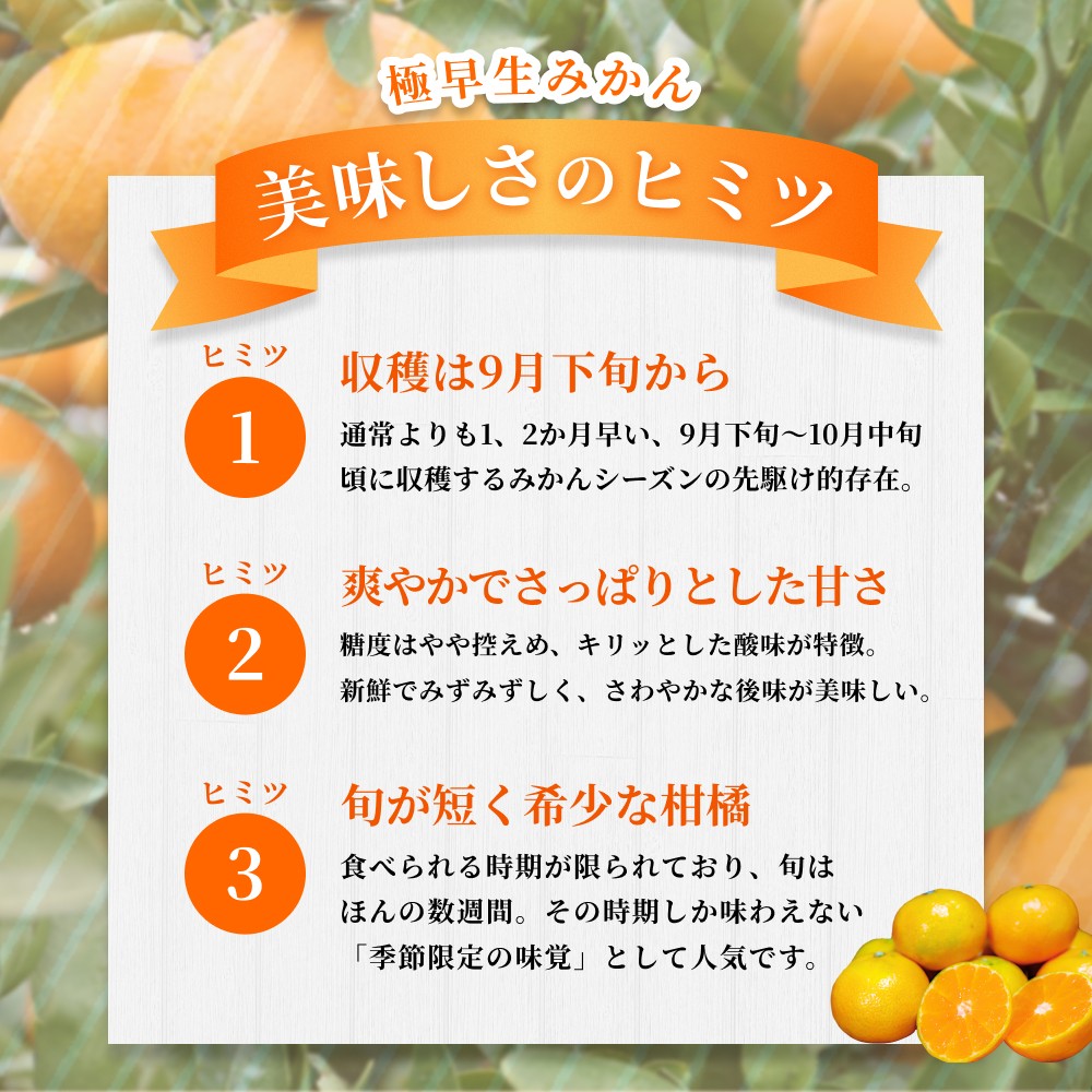 【訳あり・ご家庭用】 森本農園の手選別 極早生小粒みかん 約6kg 和歌山県産【北海道・沖縄・離島配送不可】【2026年10月上旬～下旬頃に順次発送】【BV-mrmt057】