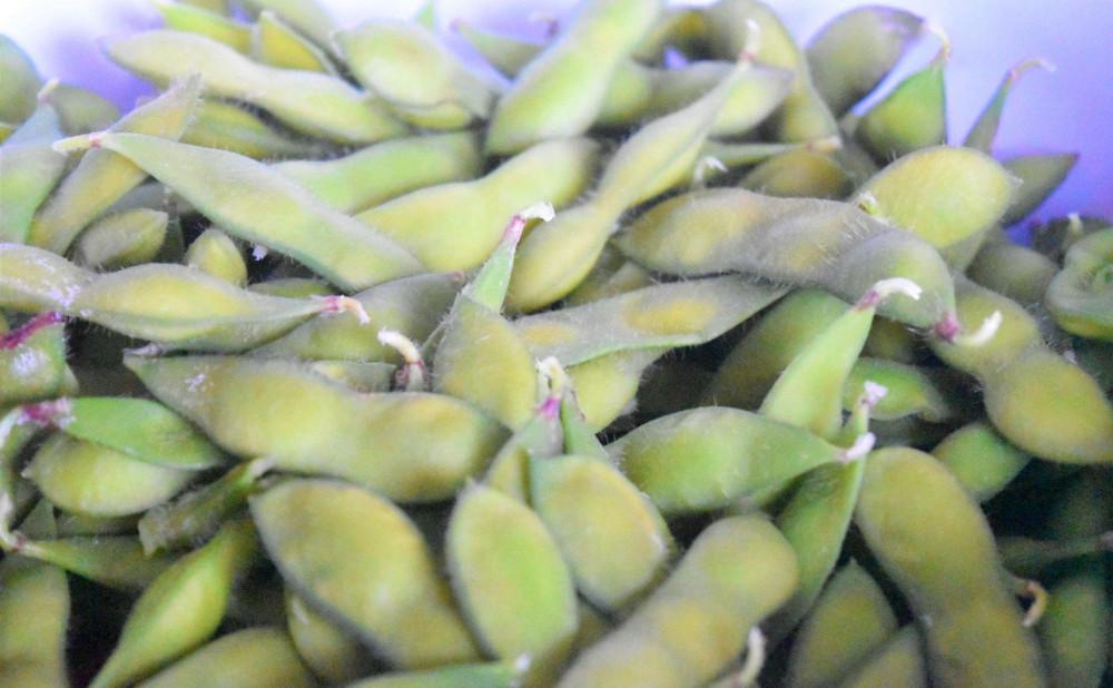 【先行予約】令和8年産【バランス農法】農薬や肥料を使わずに育てた枝豆 ユキホマレ 1kg(2026年8月中旬発送予定)