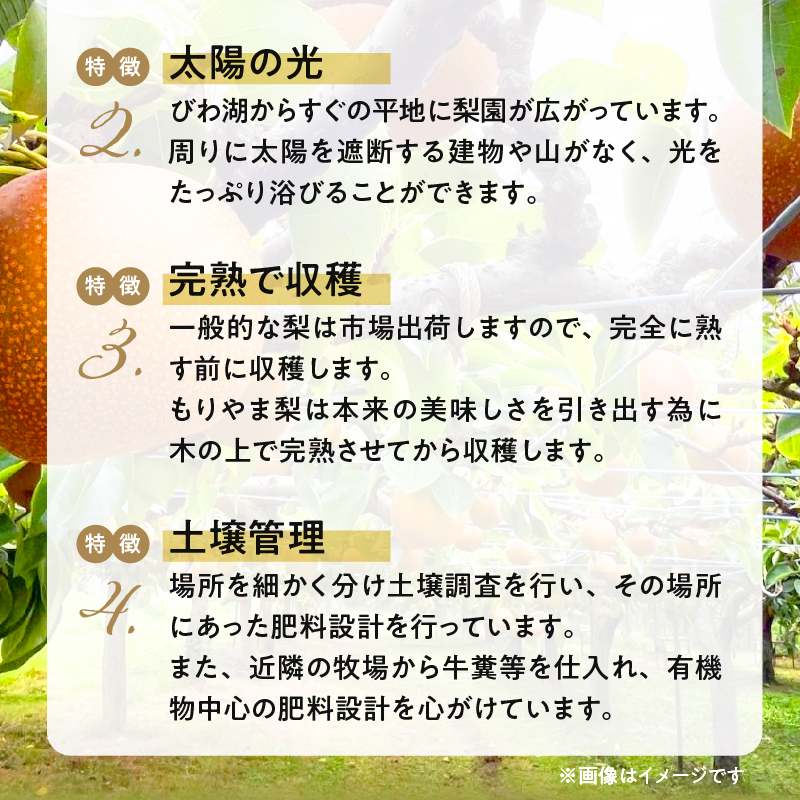 びわこもりやまフルーツランド  もりやま梨 筑水ご自宅用【先行予約】