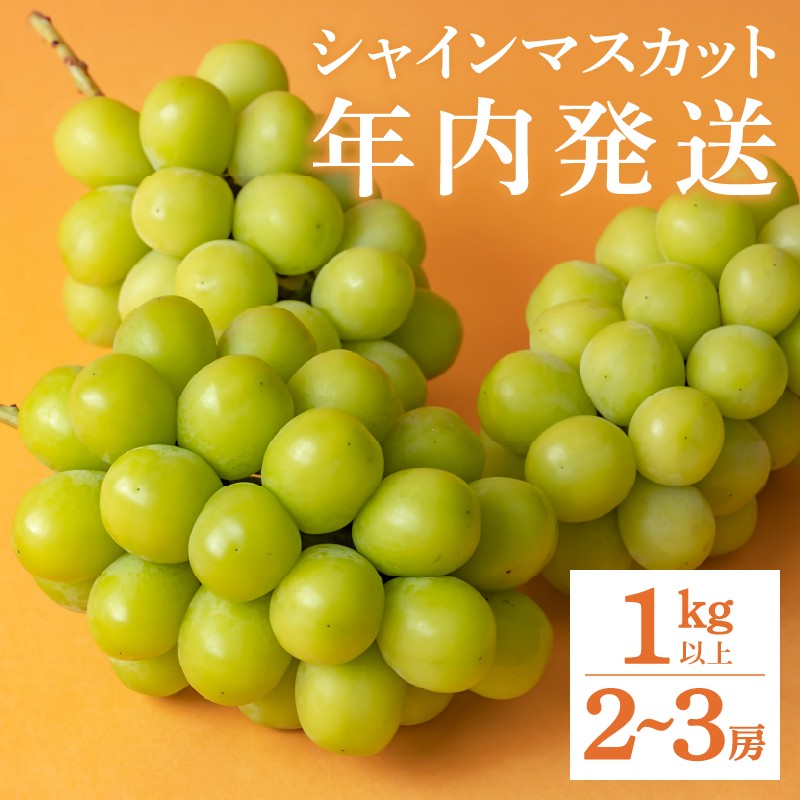 低温貯蔵シャインマスカット1kg以上 2~3房【2025年内発送】(RO)C-139 【シャインマスカット 葡萄 ぶどう ブドウ 令和7年発送 期間限定 山梨県産 甲州市 フルーツ 果物】