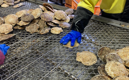 7-999-001　定期便プレミアムましけスペシャルコース【2026年1月発送～】定期便