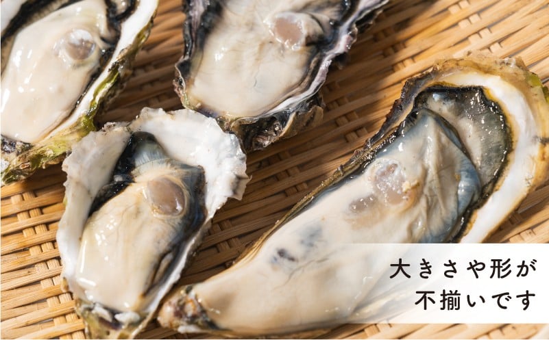 訳あり 牡蠣 10kg かき カキ kaki 牡蠣 冷凍 岩手県産 殻付き牡蠣 生食 訳あり わけあり 大きさ不揃い 不揃い 三陸 三陸産 株式会社國洋 岩手県 大船渡市