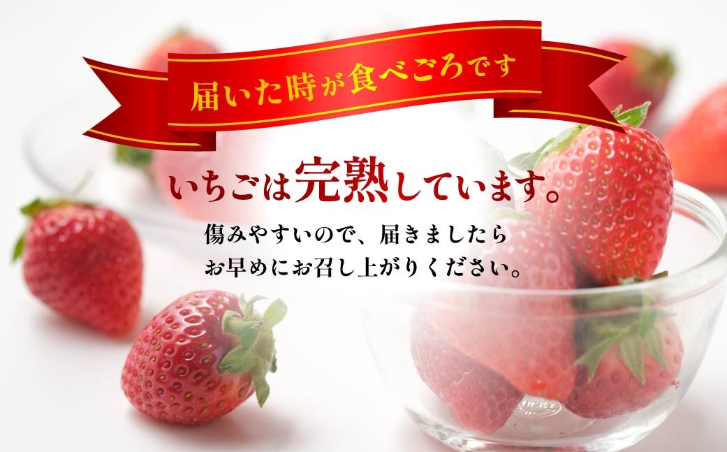 いちご 3種食べ比べ 400g 2026年全国いちご選手権入賞｜イチゴ 苺 高品質 たっぷり 新鮮 完熟 旬 ストロベリー 高級 産地直送 果汁 甘い あまい 人気 高評価 高糖度 ごほうび プレゼント 朝採れ やよいひめ ななか 恋みのり あまおとめ あすかルビー 贈答用 群馬県 前橋市