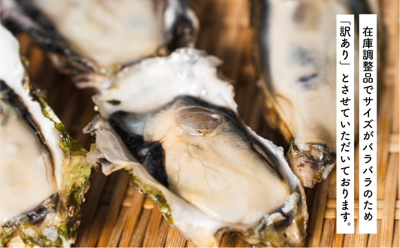 【次期生産に向けた在庫調整品】生食可 殻付き 牡蠣 訳あり 数量限定 冷凍 10kg かき カキ kaki 冷凍 岩手県産 殻付き牡蠣 生食 訳あり わけあり 大きさ不揃い 不揃い 三陸 三陸産 株式会社國洋 岩手県 大船渡市