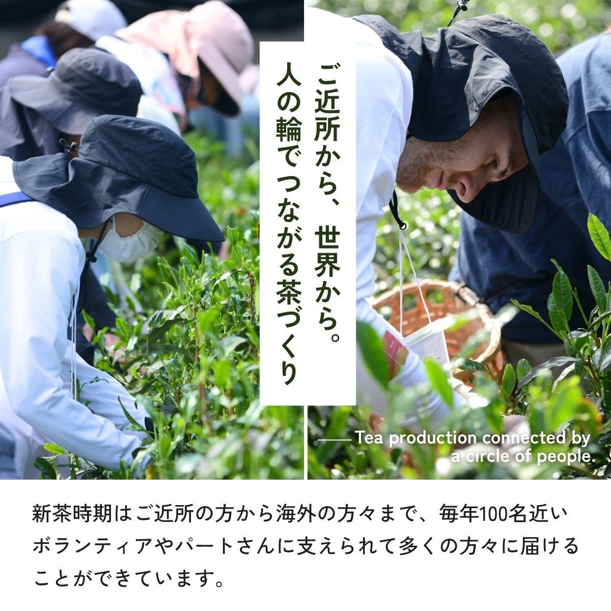奥富園の和紅茶3種セット 3g×52包 6袋 狭山紅茶 アールグレイ あんず紅茶  | 奥富園 和紅茶 紅茶 狭山茶 お茶 茶 ティー tea 国産 あんず アールグレイ ギフト プレゼント 贈り物 贈答 埼玉県 狭山市