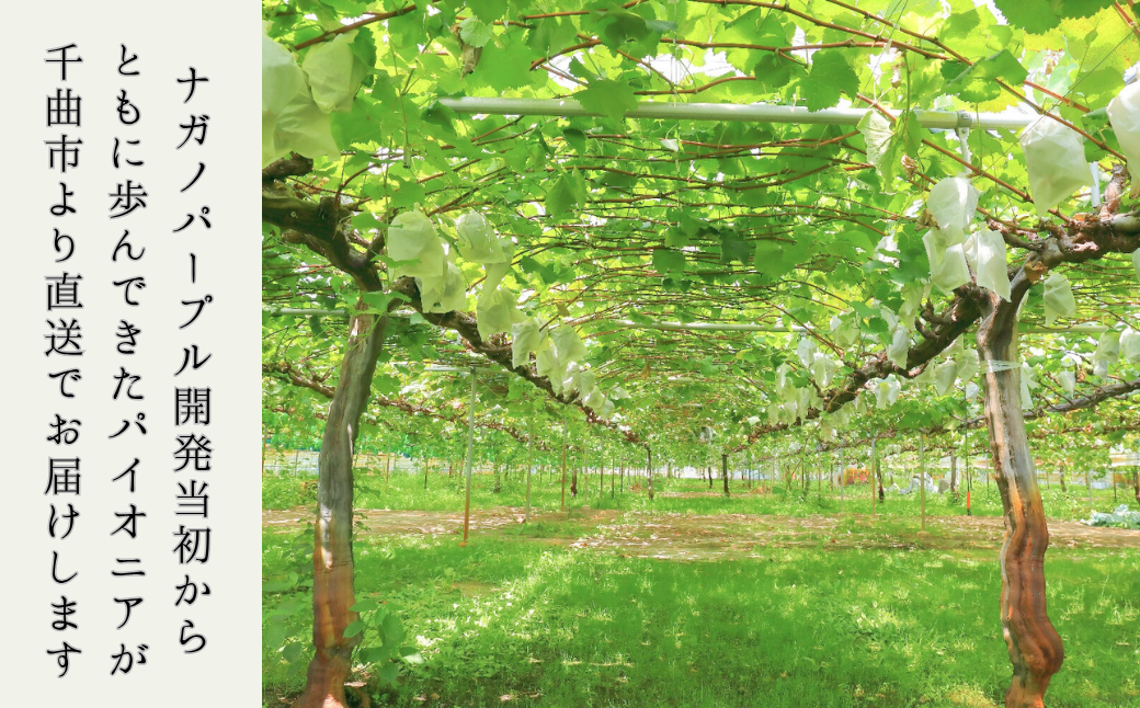 【2026年先行予約】ぶどう ナガノパープル 特秀品 加湿ハウス栽培 1房 ｜ 葡萄 黒ぶどう フルーツ 果物 千曲市 長野県産 信州