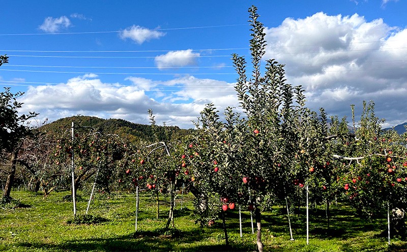 【2026年11月～発送】贈答用 葉とらずサンふじ　約3kg リンゴ りんご フルーツ 果物 お取り寄せ 長野県 山ノ内町