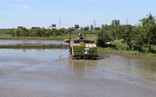 お米 【令和7年産】岐阜市産 ハツシモ 白米 5kg【2.5kg×2P】 コメ 5キロ 米 こめ ごはん ご飯 精米 単一原料米 2025年産 予約 ブランド米 幻の米 大粒 寿司米 丼 カレー チャーハン おにぎり お弁当 2袋 農家直送 下城田寺営農 岐阜県 美濃 おすすめ 人気 送料無料 お取り寄せ 岐阜市/農事組合法人　下城田寺営農 [ANEP003]