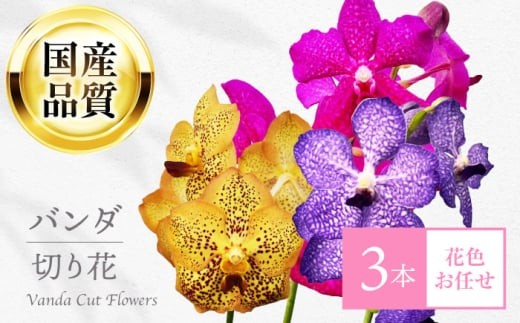 切り花 洋ラン バンダ ３本 花色お任せセット 花 生花 セット インテリア フラワーアレンジメント 切花 長持ち 国産 希少 レア 青色 紫色 ピンク色 黄色 オレンジ色 鑑賞 癒し 玄関 リビング ダイニング 華やか 上品 高級感 豪華 ギフト プレゼント 贈り物 贈答 内祝い お祝い 記念日 誕生日 母の日 敬老の日 おすすめ 人気 岐阜市 / フローラ・ヤノオーキッド [ANGK001]