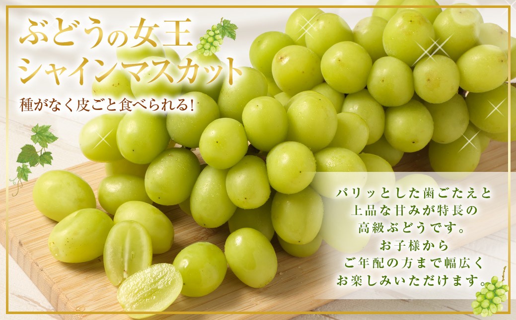 【先行予約】 朝採れ シャインマスカット （種なし） 1.0kg（2房） お試し用 朝採れ BKシードレス付き（100g程度） 【2026年8月下旬発送予定】 AS-1104