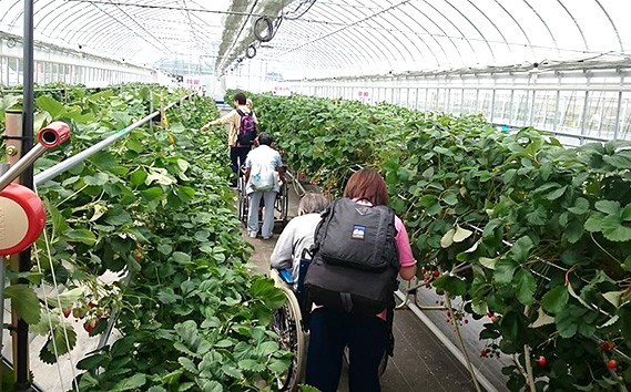 ［観光福祉農園元気ファーム］いちご狩りペアチケット（1ハウス分割貸切） ／ いちご狩り ペアチケット 貸切 いちご食べ放題 高設栽培 章姫 紅ほっぺ 食べ比べ デート おでかけ 予約制 農園体験 観光農園 チョコフォンデュ 練乳付き 埼玉県 No.134