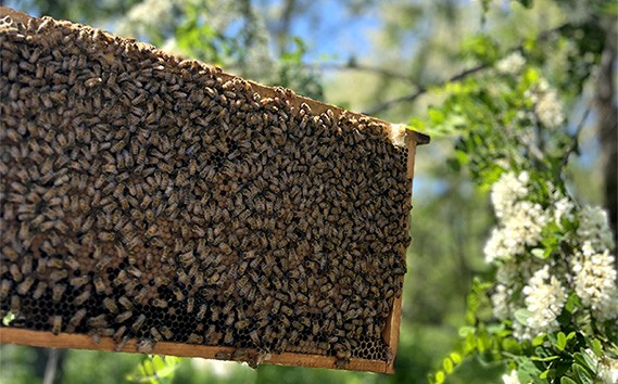 国産完熟生はちみつ 百花蜜（非加熱蜂蜜） 450g No.150