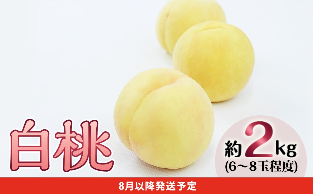 フルーツ 定期便 年2回 2026年 先行予約 岡山 晴王 シャインマスカット 白桃 晩生種 旬 果物 岡山県産 ぶどう もも 定期便