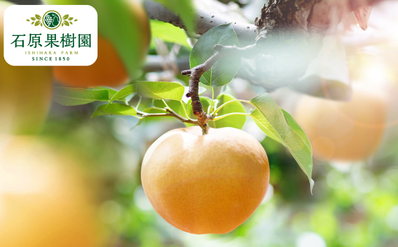 あたご梨 3玉 贈答 化粧箱 赤秀 約500g玉【先行予約 2026年11月中旬から順次発送】