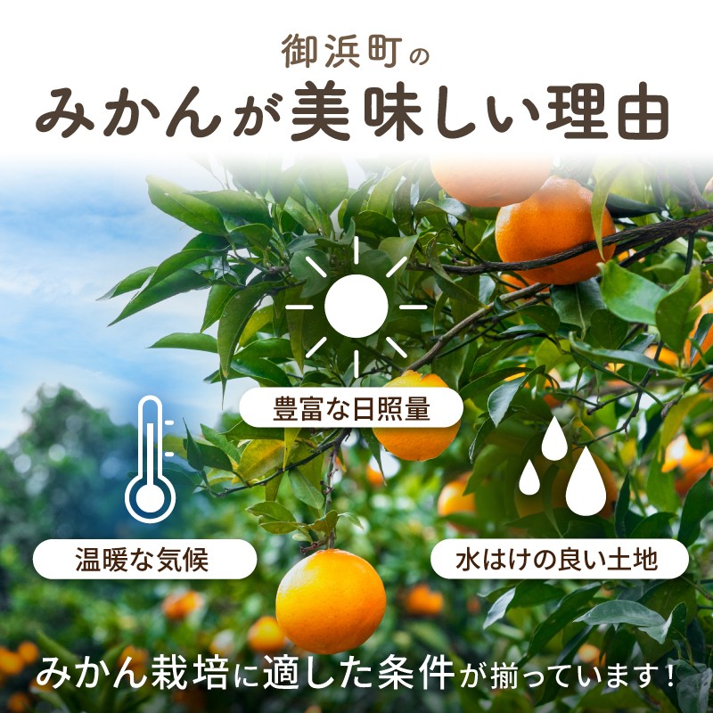 丸安青果の御浜町産みかん（全5回）【果物 フルーツ みかん 定期 定期便 5回 ポンカン 不知火  サンフルーツ ハウス 温州 三重県 御浜町】