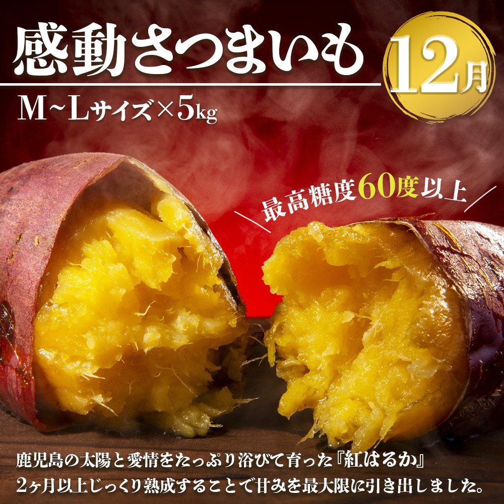 【定期便・年4回】農家の感動シリーズB (約16.4kg) FR-2|冷凍焼き芋 ゴールドラッシュ とうもろこし 塩茹で 落花生 おおまさり ピーナッツ 芋 さつまいも 紅はるか 野菜定期便 旬 産地直送 サラダ 南大隅町