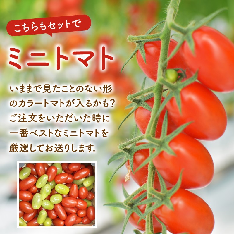 【6月】たまとま+カラーミニトマト(約8kg)《 野菜 トマト ミニトマト カラートマト 期間限定 美味しい セット とまと 》【2403C12102_06】