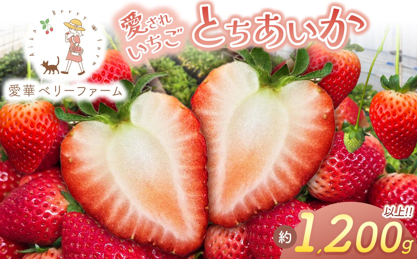 【先行予約】【3月発送】いちご王国の愛され苺 とちあいか 300g以上4パック(平パック)|2027年 先行予約 3月 苺 いちご イチゴ ストロベリー strawberry 厳選 手作り 特産品 美味しい おいしい 旨い 美味い 人気 旬 新鮮 栃木県 真岡市 送料無料