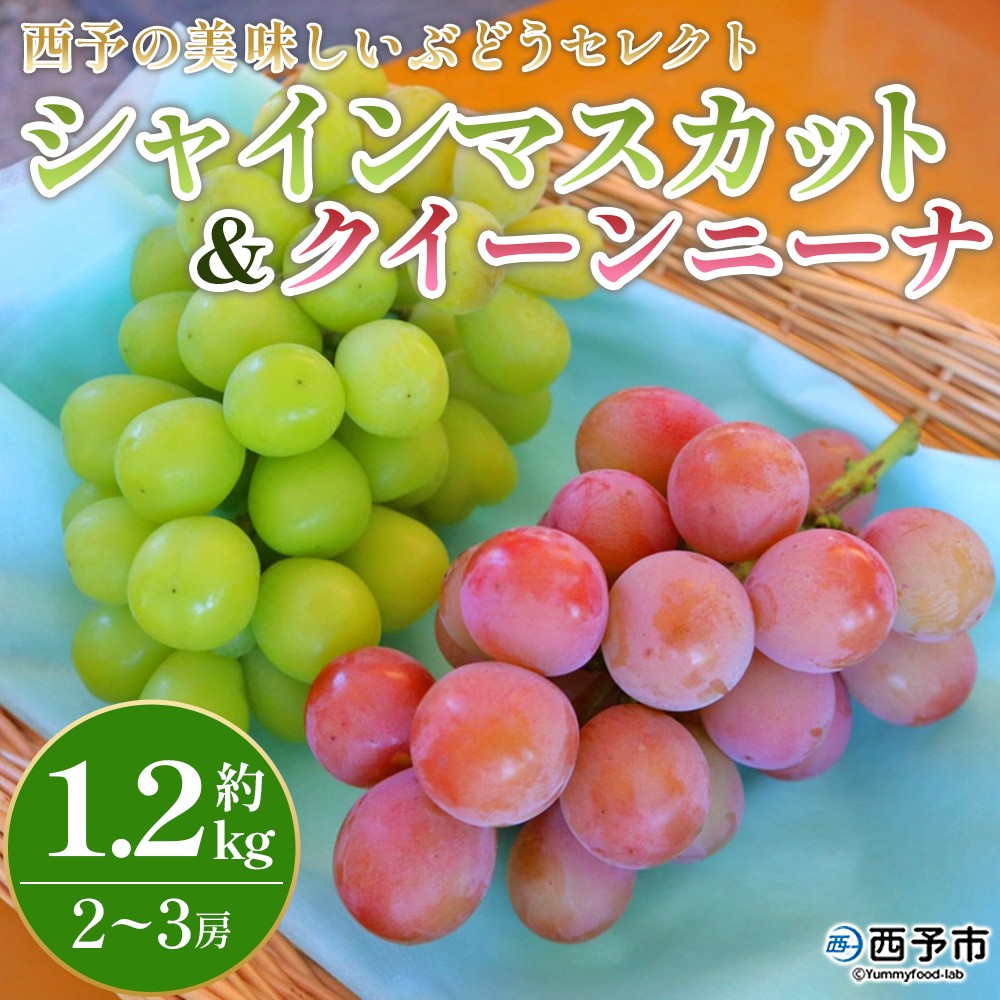 先行予約＜西予の美味しいぶどう セレクトセット／シャインマスカット＆クイーンニーナ 約1.2kg＞ 果物 くだもの フルーツ ぶどう 葡萄 ブドウ セット 食べ比べ 野菜ソムリエ 食べて応援 特産品 産地直送 西予ぶどう倶楽部 愛媛県 西予市【冷蔵】『8月下旬から9月上旬迄に順次出荷予定』