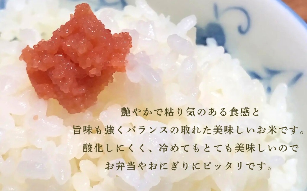 令和7年産 こしひかりカルゲン米 10kg(5kg×2)  お米 白米 コシヒカリ | 石川県 小松市【坂口農園】