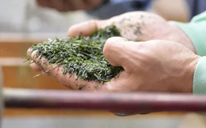 【2026年産】 奥八女・星野村の伝統本玉露 80g 〜八女茶〜 吉富町/株式会社ゼロプラス [BGAA019] お茶 緑茶 日本茶 茶葉 玉露 本玉露 八女茶 福岡 福岡県