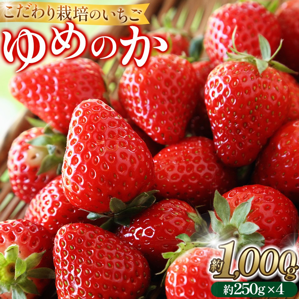 こだわり栽培 いちご ゆめのか約1kg（約250g×4パック）【2026年1月～2026年4月末までお届け】