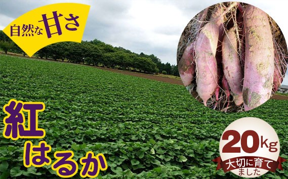 紅はるか20kg ／ お芋 甘い さつまいも 茨城県 No.413