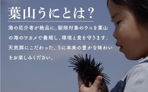 葉山うに 塩水うに100g 冷蔵 生うに 保存料無添加 ミョウバン不使用 酸化防止剤不使用 ウニ 雲丹 ご飯 丼 海鮮丼 ウニ丼 塩水ウニ 贈り物 ギフト おつまみ 神奈川県 葉山町【くぼたマリンファーム】 [ASCP002]
