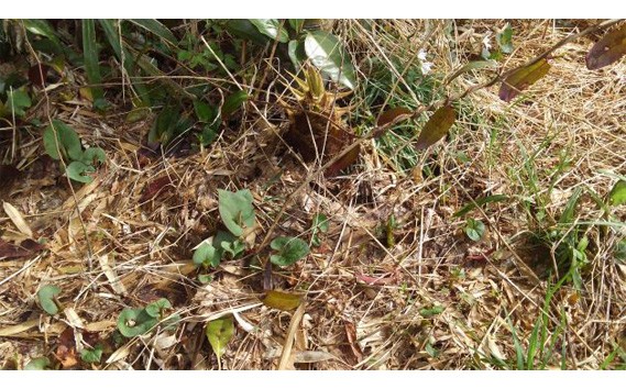 茨城県坂東市産 朝掘りたけのこ 約3kg(2~4本入)・米ぬか付き / タケノコ 筍 新鮮 茨城県 No.709