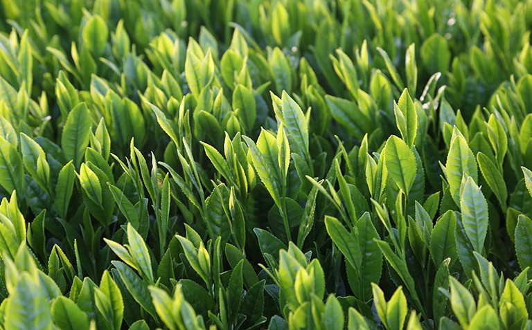 【新茶】奥八女新茶 詰合わせ(2本)【2026年5月発送開始】 お茶 八女茶 緑茶 茶葉 濃厚 国産 福岡県 八女市