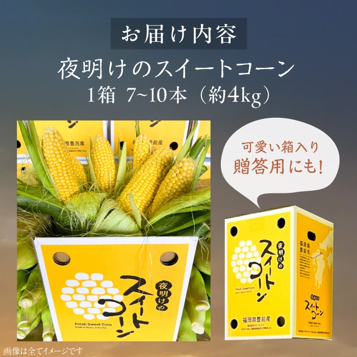 【先行予約】夜明けのスイートコーン 4kg×1箱 (7～10本) 【2026年6月以降順次発送】《豊前市》【アグリネックス】 とうもろこし コーン スイートコーン 14000円 [VCO001]