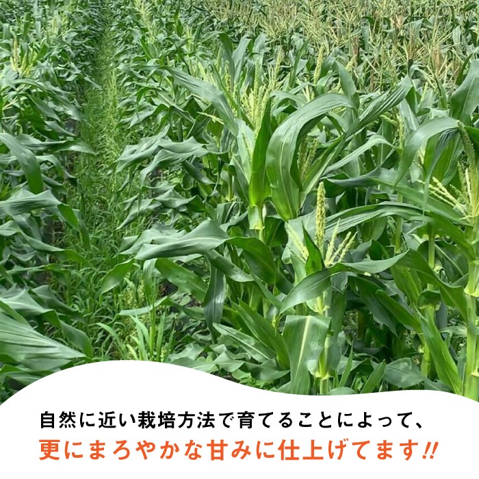 【先行予約】田村農産の白トウモロコシ 10～12本入り【2026年6月中旬以降順次発送】【田村農産】《豊前市》[VBE001] ホワイト 野菜 トウモロコシ コーン 甘い 国産 産地直送 おすすめ スイートコーン