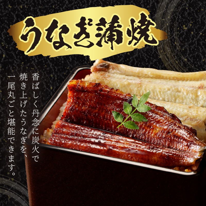 うなぎの食べ比べセット2~3人前【蒲焼き・白焼きそれぞれ1/2尾】全部で1尾　うなぎの蒲焼き・白焼きセット１匹　AN00095