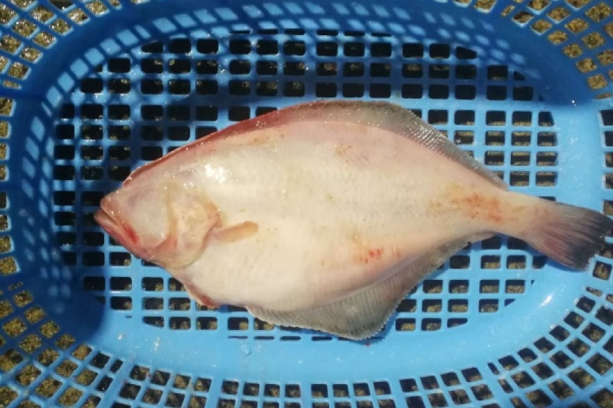 カレイ 能登の赤カレイ 5尾 (1尾200〜300g) 計1kg程度   [小川水産 石川県 志賀町 sk17bdm840009] かれい 赤カレイ  魚 さかな 魚介類 鮮魚 煮付け 焼き魚