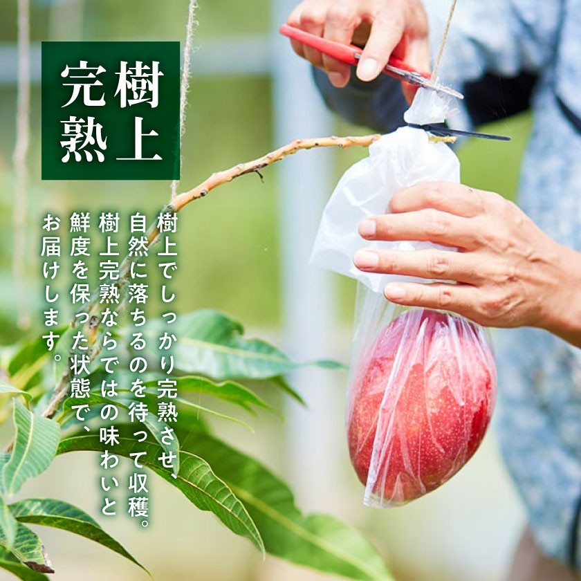 <2026年7月から順次発送・最高級ランク極>燦々マンゴー900g(2玉)_アップルマンゴー アーウィンマンゴー 沖縄 家庭用 規格外 贈答用 ギフト 果物 完熟 南国 フルーツ 期間限定 数量限定 沖縄県産 農家直送 お中元【1622439】