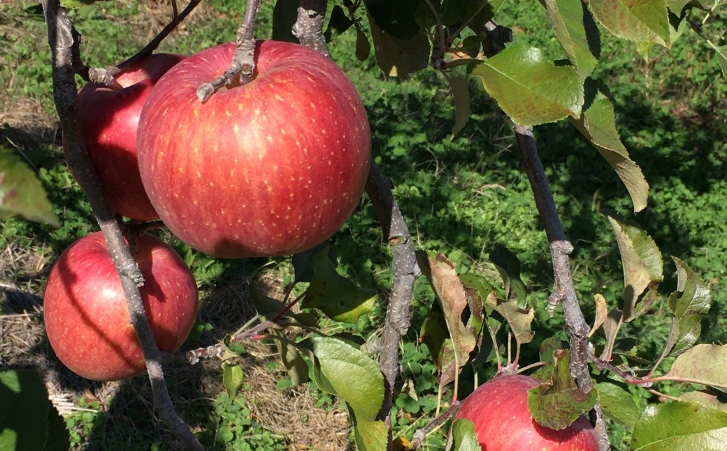 【2026年先行予約】ザ・王道 りんご サンふじ 約5kg | 信州りんご 長野りんご リンゴ 林檎 さんふじ サンフジ 千曲市 長野県産 信州