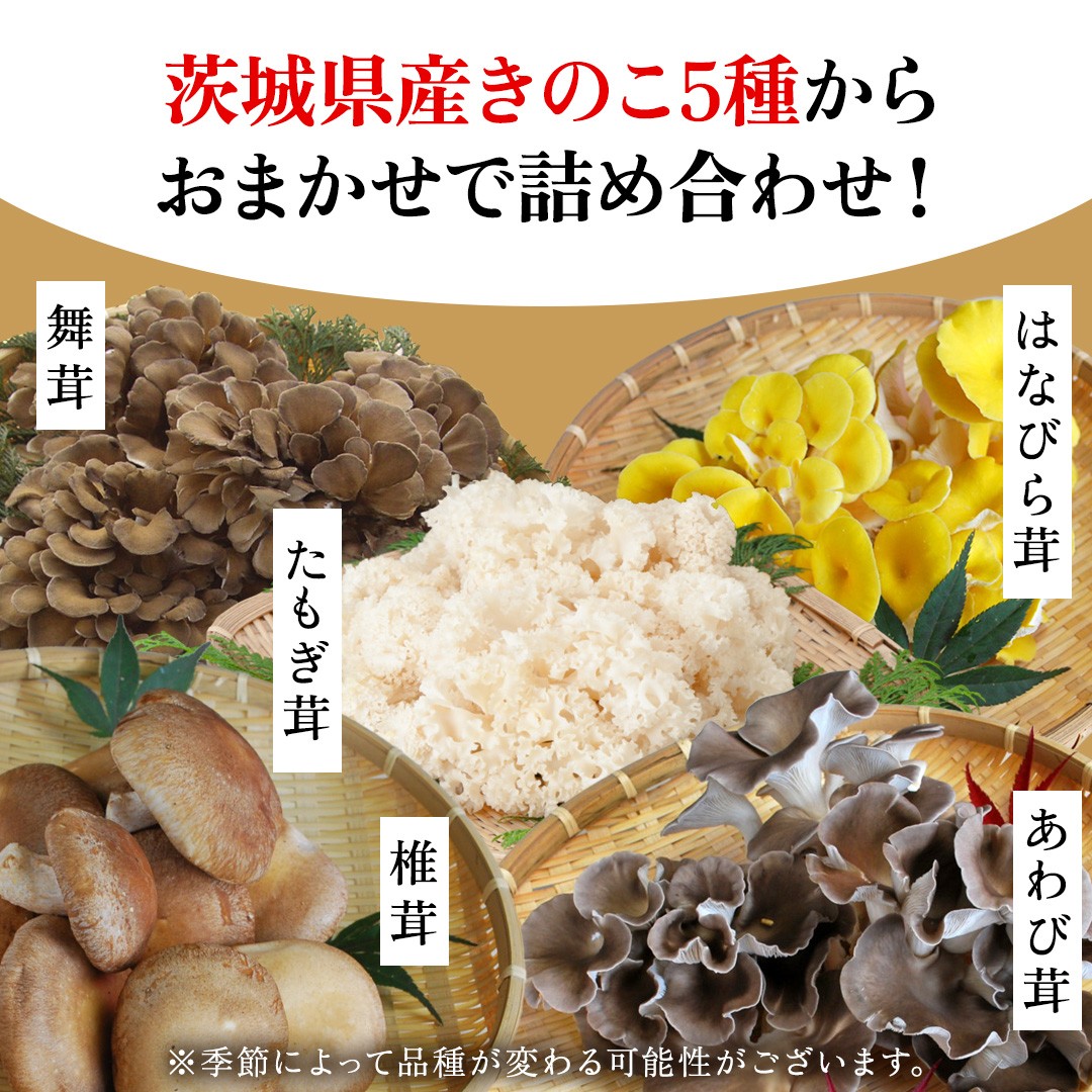 きのこ の 詰め合わせ Lサイズ ( 約2kg ) 城里町産 舞茸 椎茸 あわび茸 たもぎ茸 はなびら茸 完全室内栽培 栄養豊富 こだわりのキノコ詰め合わせ 直送 新鮮 セット (AU002)