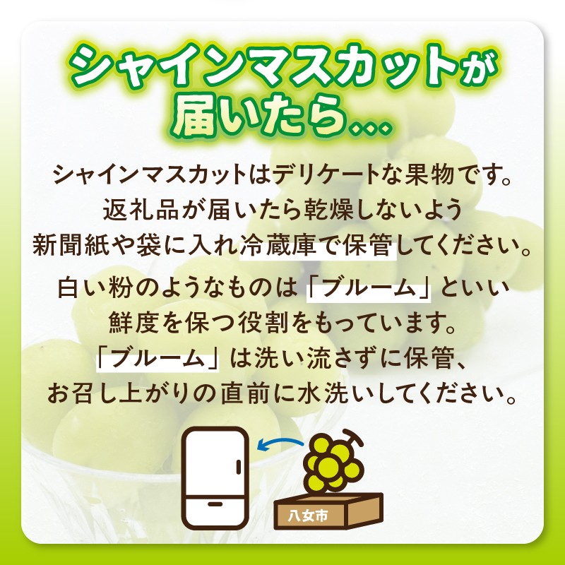 【先行受付】【2026年発送】九州福岡フルーツ王国八女 大粒入りシャインマスカット 約1.4kg【数量限定】＜配送不可：北海道・沖縄・離島＞ 数量限定 高糖度 大粒 厳選 果物 くだもの フルーツ ぶどう 葡萄 ジューシー 種なし 冷蔵 九州 福岡県 八女市