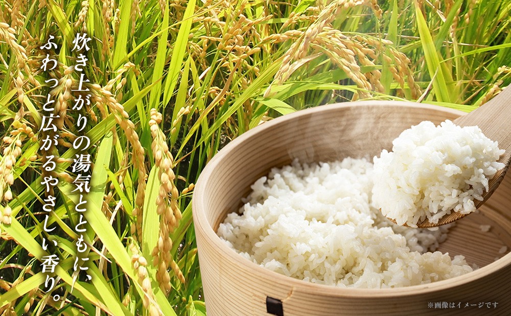 令和8年産 羽地米(ひとめぼれ) 5kg 名護 米 こめ おこめ 国産 沖縄 食品 おにぎり おいしい 独特 お取り寄せ 真空袋 食べ物 美味しい 自然 ご当地 県産 南国 なご 旨味