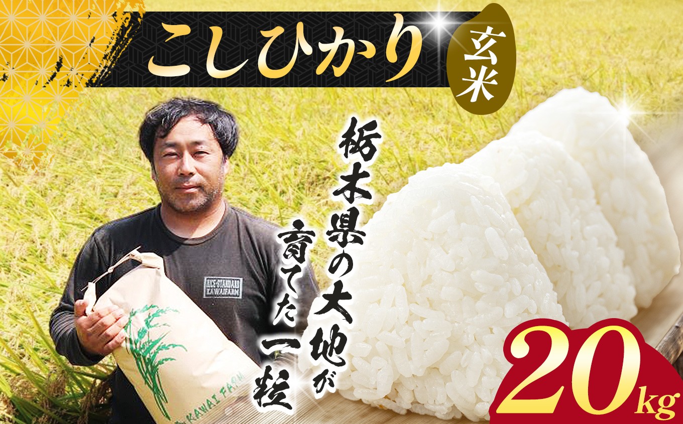 【先行予約】 米 お米 こめ コメ こしひかり コシヒカリ  玄米   20kg |新米  玄米 特A 人気  送料無料  2026年産 栃木県産 栃木県 下野市
