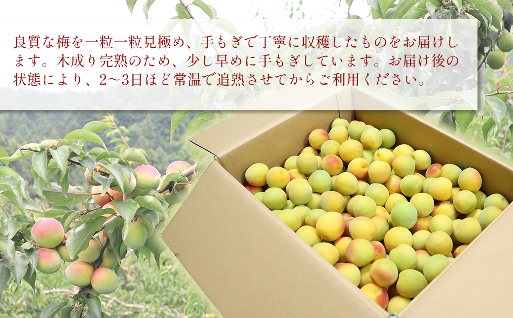 【先行予約】 南高梅 （木成り完熟梅）約5kg　2026年6月下旬～7月上旬頃発送　梅 完熟 うめ ウメ 南高梅 伊予南高梅 佐伯食品 完熟梅 梅仕事 愛媛県 西条市産