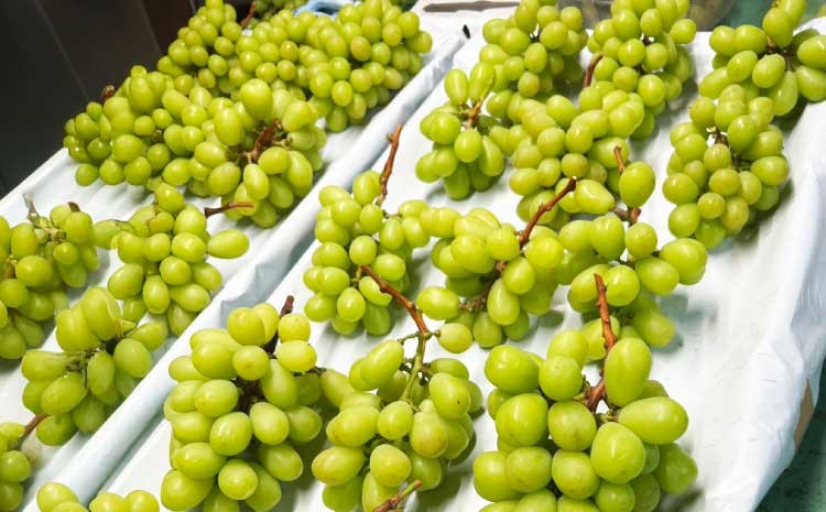 【先行予約】 シャインマスカット 採れたて直送!熊本県 宇城市産シャインマスカット 約1.2kg(300g×4パック入り)【2026年7月中旬?8月中旬頃順次発送予定】