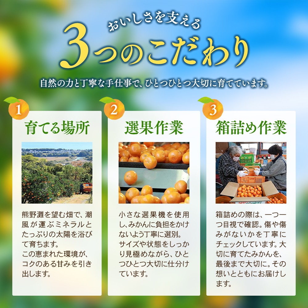 【数量限定】みなと農園の極早生温州みかん  約5kg 2S～Lサイズ混合 マルチ栽培 【2026年10月上旬頃〜順次発送】 みかん ミカン 蜜柑 温州みかん 温州ミカン 柑橘 フルーツ 果物 くだもの 極早生 甘い 旬 人気 産地直送 三重県 熊野市【mntf0003】